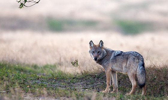 Zutraulicher Wolf soll vergrämt werden
