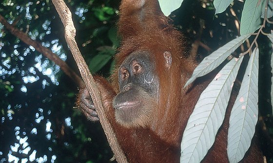 Deutlich mehr Orang-Utans als gedacht!