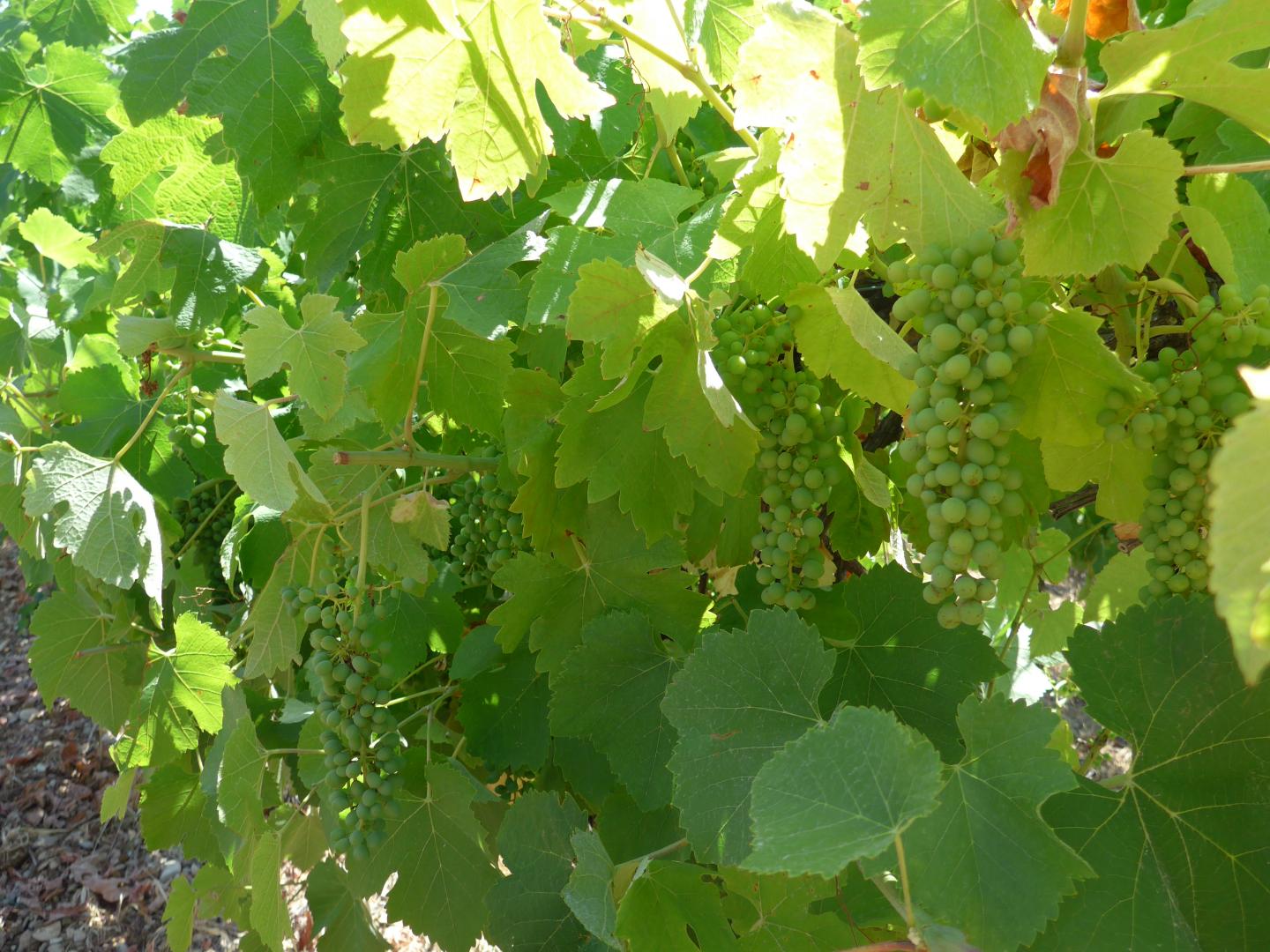 Klimawandel beseitigt alte Weinbau-Regel