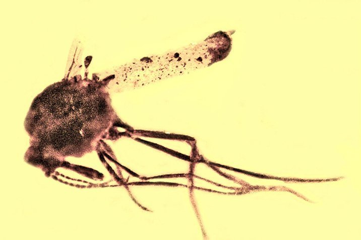 Malaria-Vorläufer schon bei den Dinos?