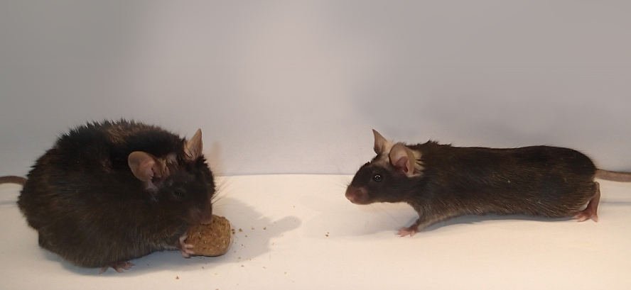 Möglicher Drahtzieher des Appetits entdeckt
