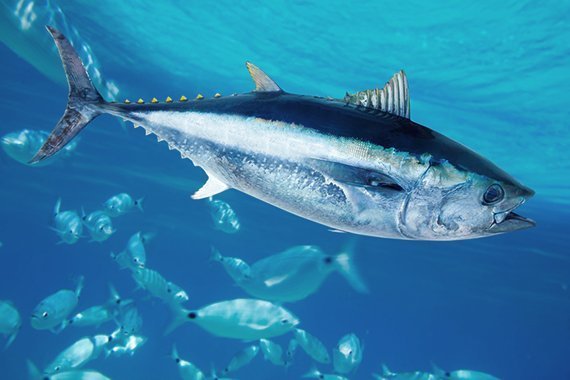 Rätsel um Atlantik-Thunfische gelöst