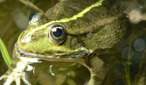 Verdrängungskampf am Weiher
