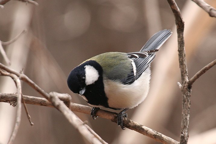 Vögel zwitschern grammatikalisch
