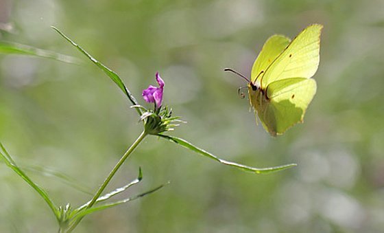 Warum manche Schmetterlinge trotz Naturschutz verschwinden