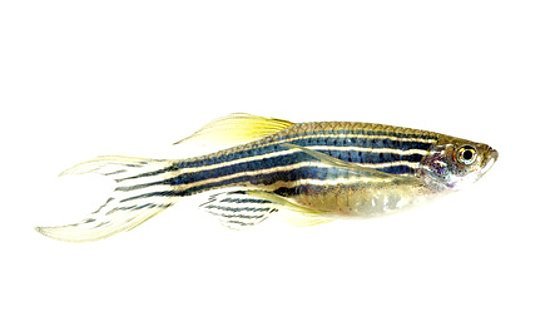 Fisch zum Versuchstier des Jahres 2016 gekürt