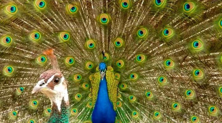 Pfau: Geheimnisvoller Wow-Effekt geklärt
