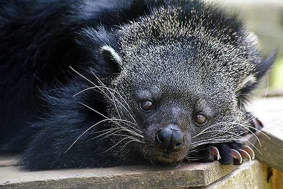 Tierischer Popcorn-Duft
