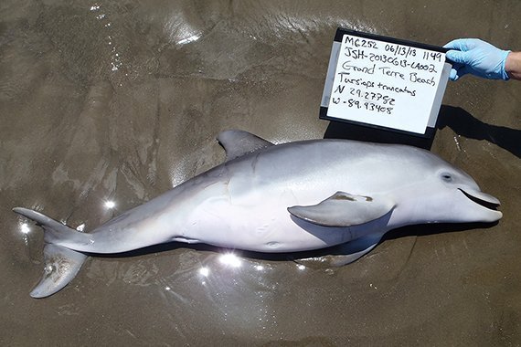 Tote Delfin-Babys: Die Ölpest ist schuld