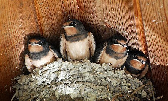 Verfrühte Frühlingsboten profitieren nicht