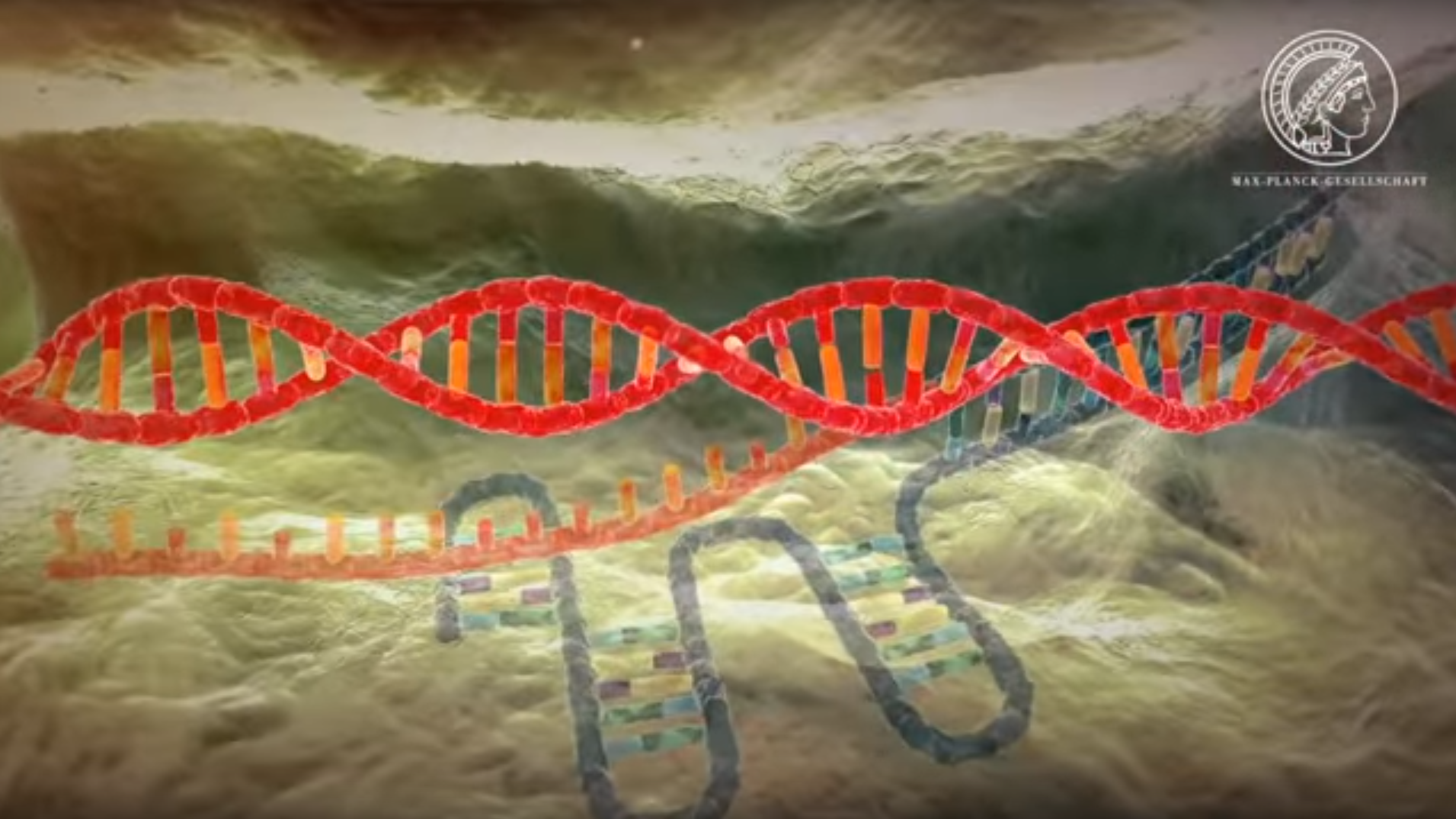 Wie die Genschere CRISPR-Cas9 funktioniert