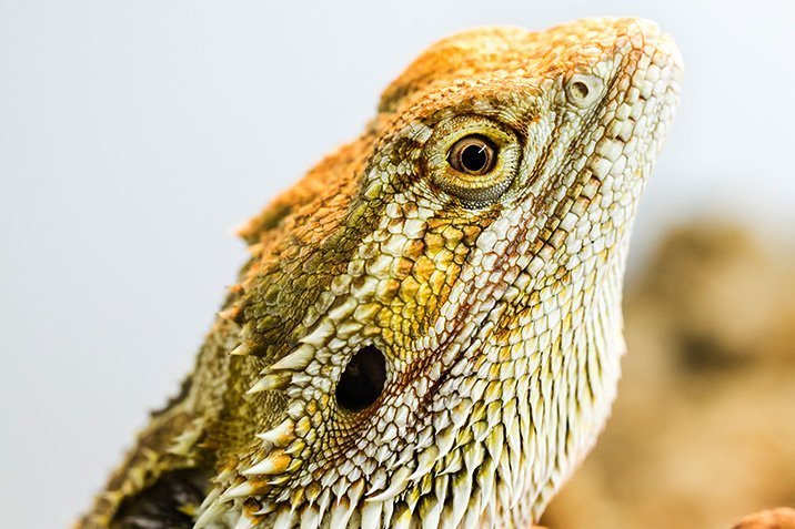 Wie Drachen schlafen