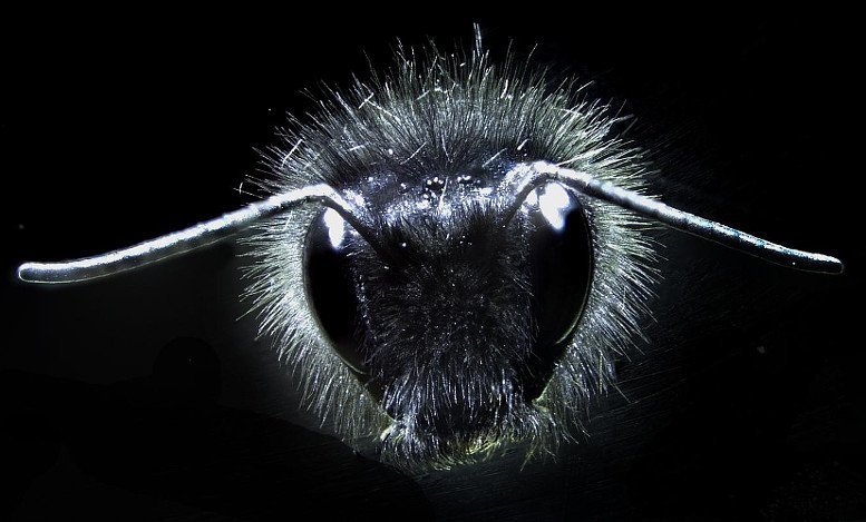 Bienen fühlen mit Haaren elektrische Felder