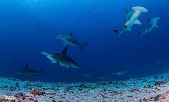 Der ultimative Haifisch-Hotspot der Weltmeere