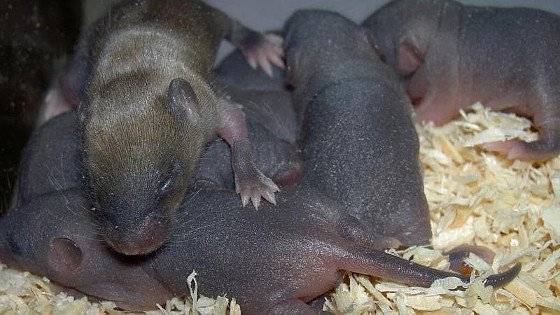 Mäuse-Mütter kooperieren nur, wenn es sich lohnt