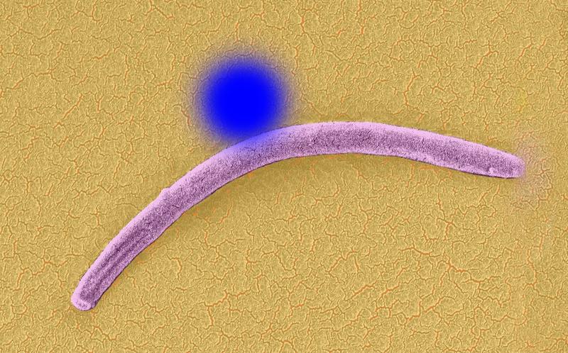"Radarfalle" zeigt Tempo der Malaria-Erreger