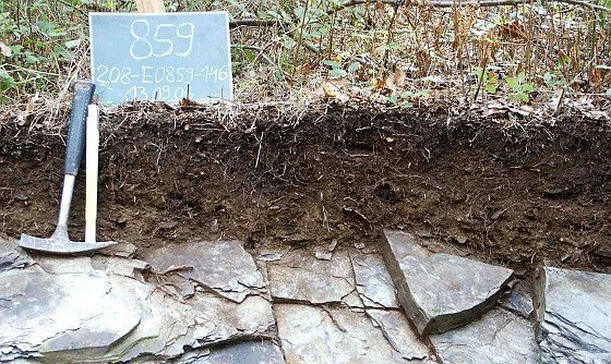 Wie geht's dem Waldboden?