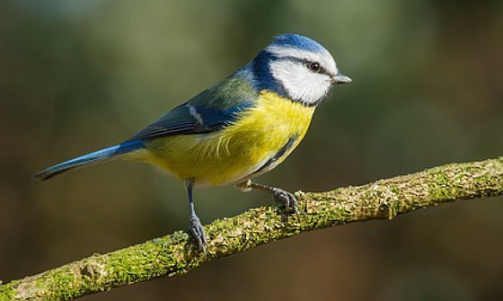 Blaumeisen singen bei Lebensgefahr