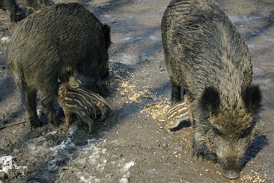 Der Charakter prägt Mutterqualitäten bei Wildschweinen