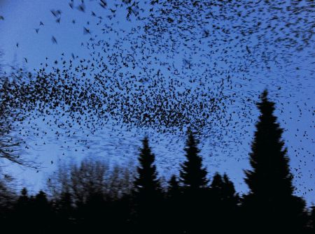 Ein Himmel voller Vögel