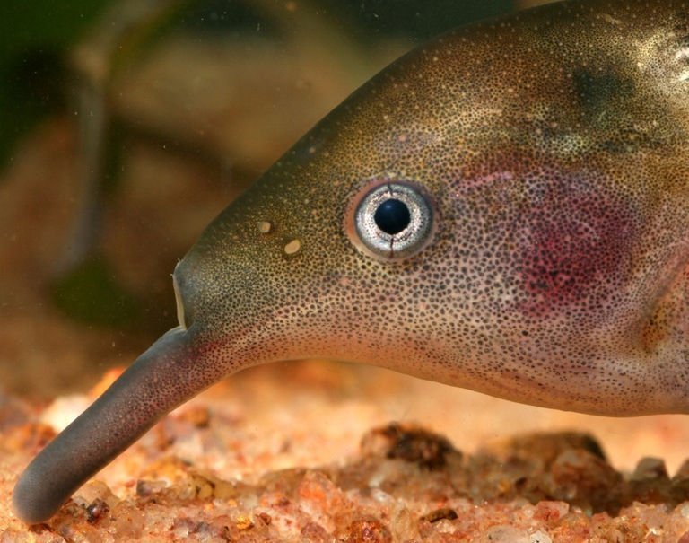 Erstaunliches Fisch-Gehirn
