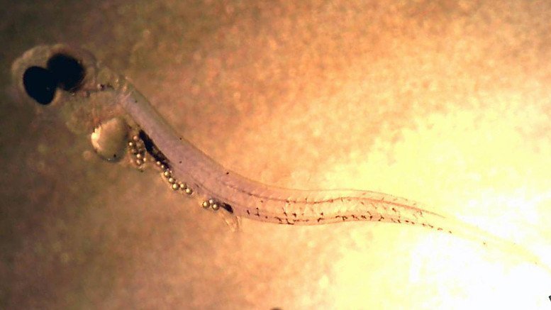 Mikroplastik bedroht Fischlarven