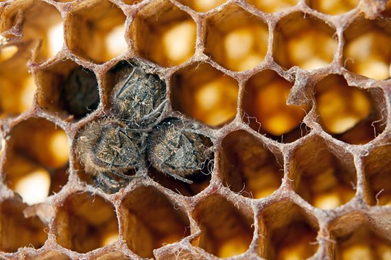 Neue Gefahr für Honigbienen