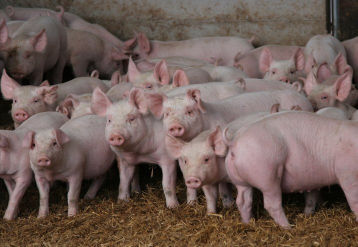 Schweine grunzen mit Charakter