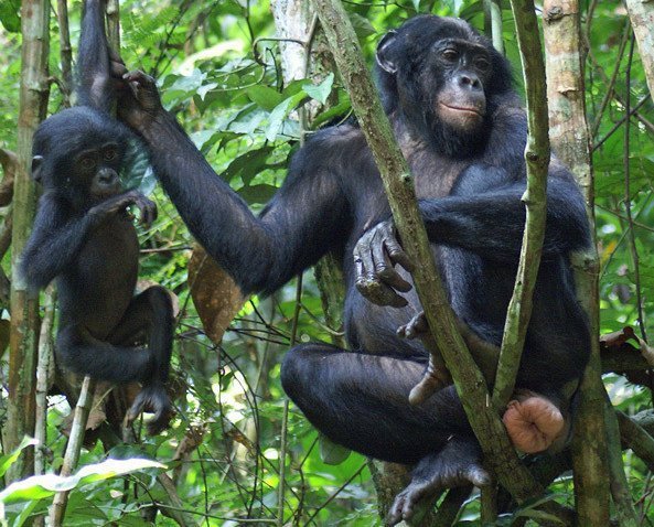 Verwirrender Sexappeal bei den Bonobos