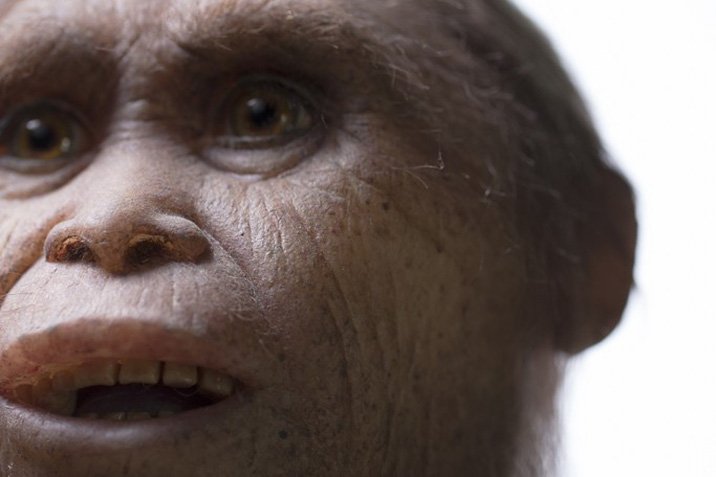 Vorfahren der "Hobbits" entdeckt