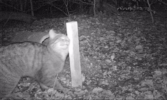 Wildkatzen weiter verbreitet als gedacht