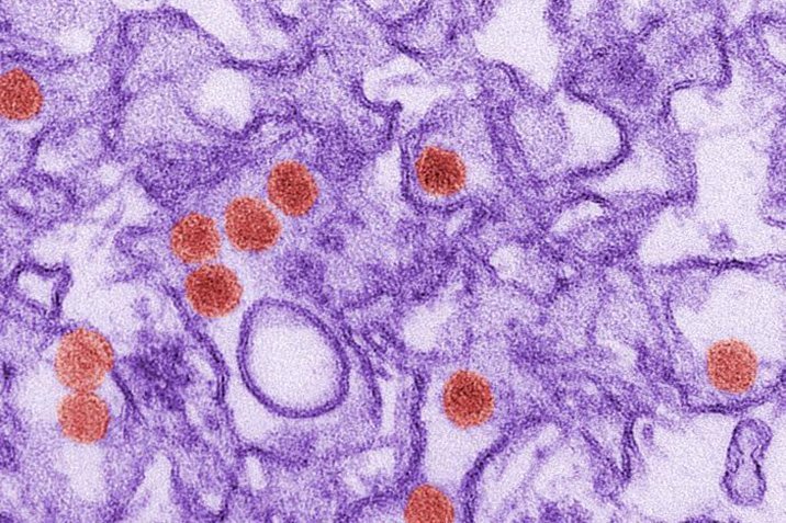 Zika-Virus: Impfstoff rückt näher