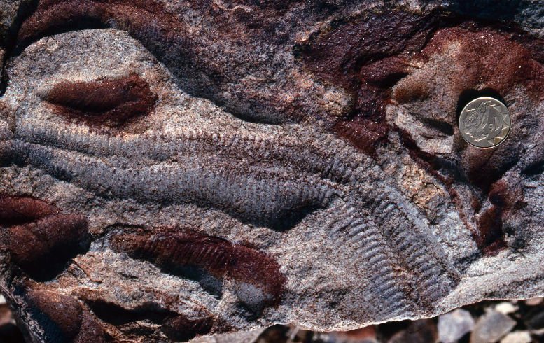 "Atemnot" am Beginn der tierischen Evolution?