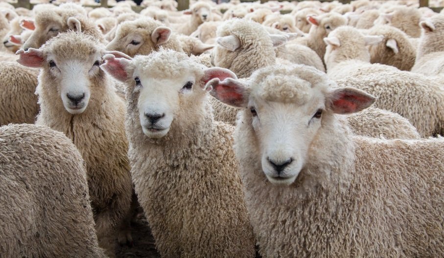 Das Vermächtnis von Klonschaf Dolly