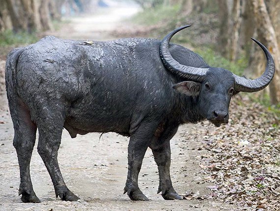 Die Megafauna ist bedroht