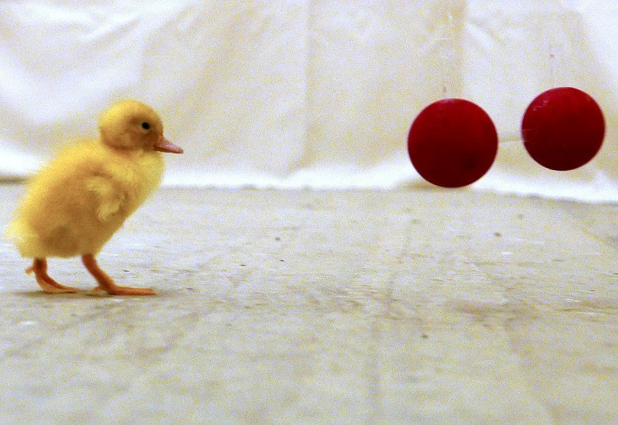 Entlein unterscheiden "gleich" und "ungleich"