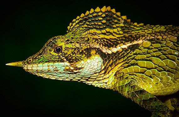 Geckos im Ausverkauf