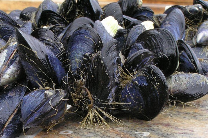 Haltlose Muscheln