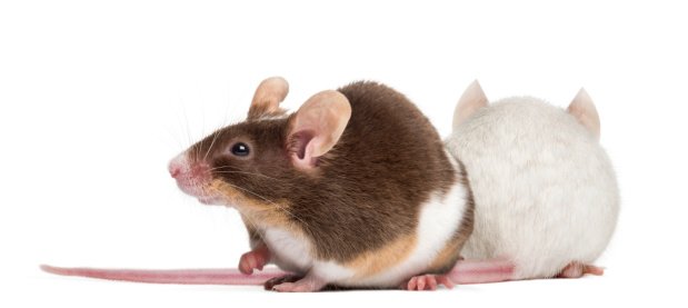 Sozialverhalten im Bann des Immunsystems