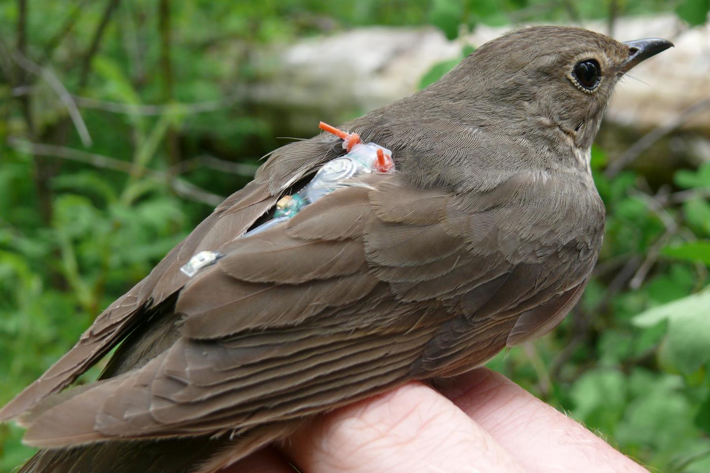 Vogelzug: "Wegweisende" Gene identifiziert