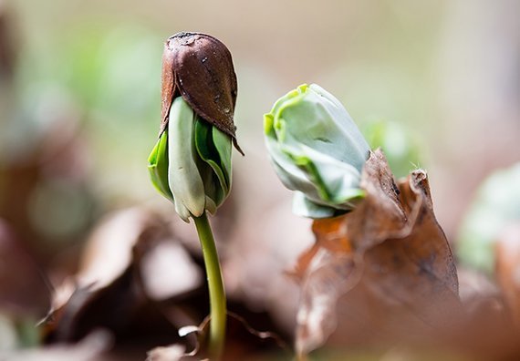 Wald der Zukunft in Gefahr?