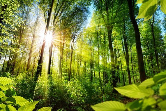 Wie geht es unserem Wald wirklich?