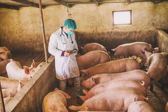 Antibiotika in der Tierhaltung halbiert, aber…