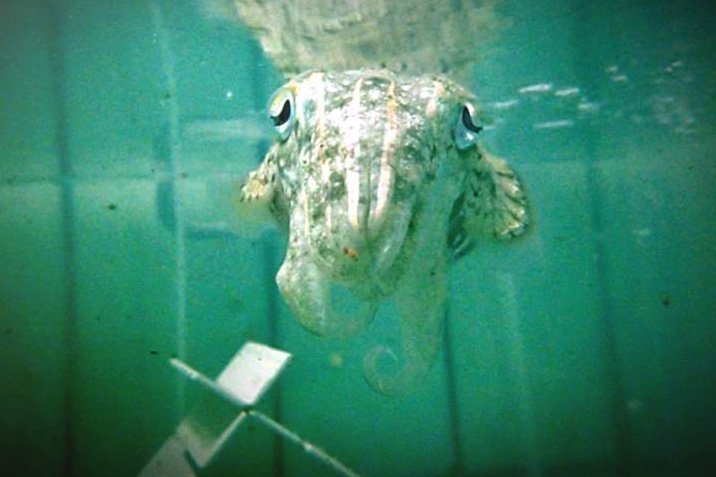 Clevere Tintenfische