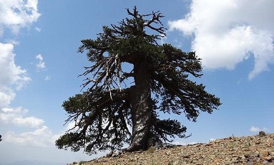 Europas ältester bekannter Baum