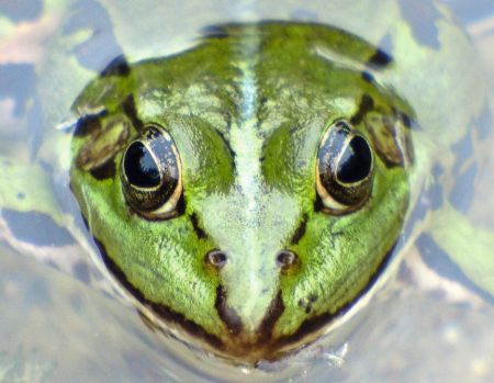 Froschkönig
