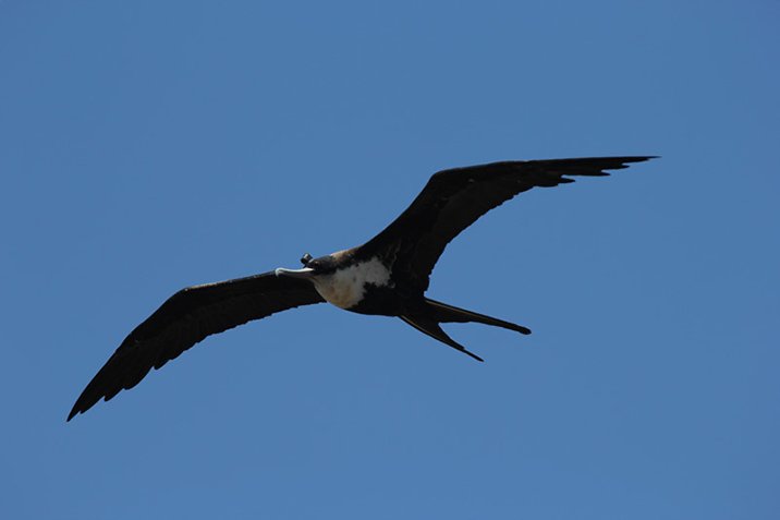 Nickerchen im Gleitflug