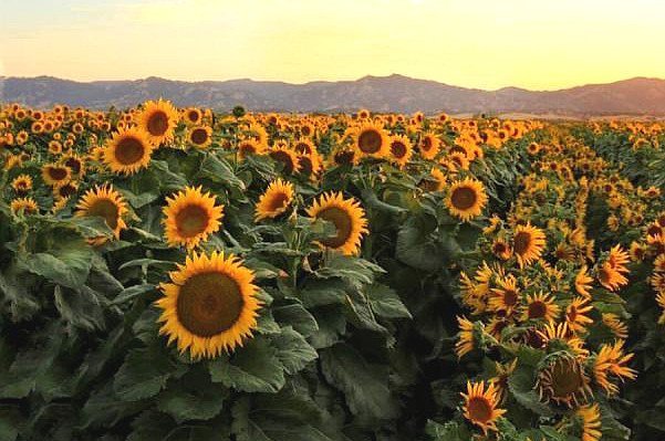 Wie Sonnenblumen der Sonne folgen