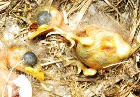 Zucht-Maden sollen Symbol-Vögel retten