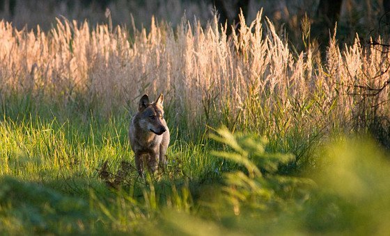 15 Wolfsrudel sind jüngst dazugekommen
